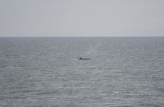 Balaenoptera borealis