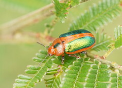 Calomela curtisi