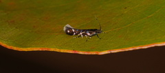 Stagmatophora argyrostrepta