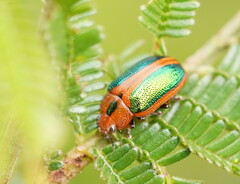 Calomela curtisi