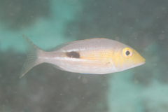 Lethrinus semicinctus
