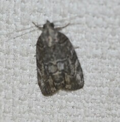 Etanna clopaea