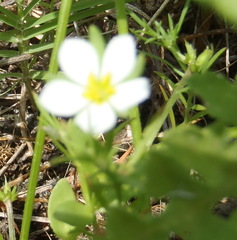 Caryophyllaceae