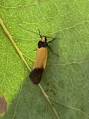 Merocroca automima