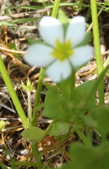 Caryophyllaceae