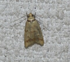 Heteroteucha anthodora