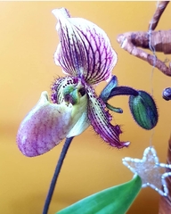 Sigmatopetalum