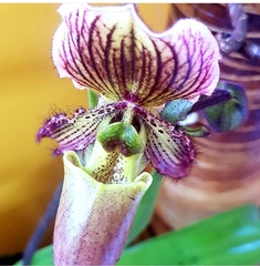 Sigmatopetalum