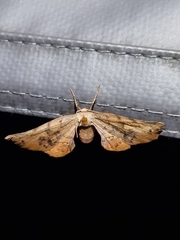 Parepisparis excusata