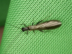 Plecoptera