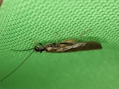 Plecoptera