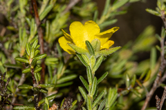 Hibbertia setifera