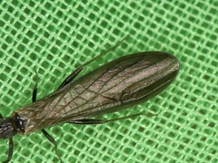Plecoptera