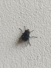 Calliphora vicina