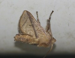 Anaxidia lozogramma