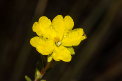 Hibbertia setifera