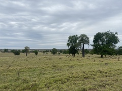 Brachychiton rupestris