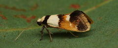 Crepidosceles glycydora