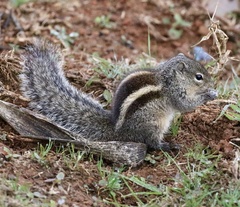 Funambulus palmarum