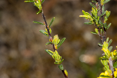 Hibbertia setifera