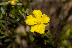 Hibbertia setifera