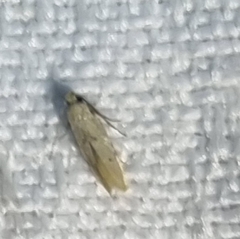 Tachystola hemisema