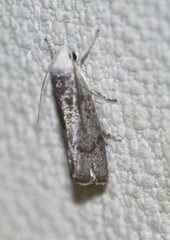 Xylorycta apheles