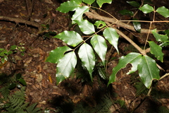 Archidendron grandiflorum