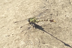 Paragomphus cognatus