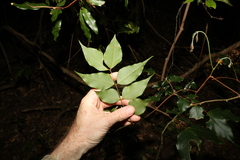 Archidendron grandiflorum