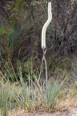 Xanthorrhoea caespitosa