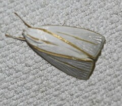 Cryptophasa flavolineata