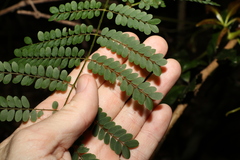 Mezoneuron brachycarpum