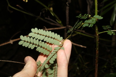 Mezoneuron brachycarpum
