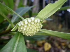 Edgeworthia chrysantha