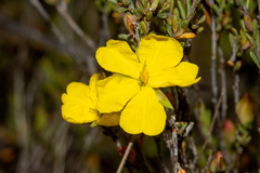 Hibbertia devitata
