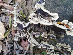 Auricularia mesenterica