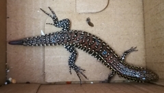 Gerrhosaurus flavigularis