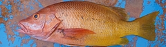 Lutjanus argentiventris