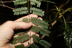 Mezoneuron brachycarpum