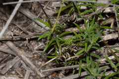 Olearia ciliata
