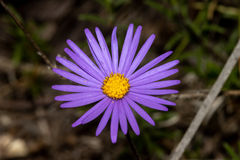 Olearia ciliata
