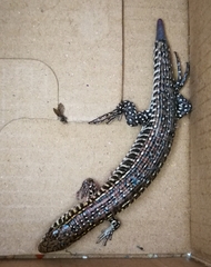 Gerrhosaurus flavigularis