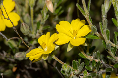 Hibbertia australis