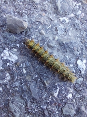 Nymphalidae