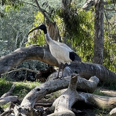Threskiornis molucca