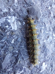 Nymphalidae