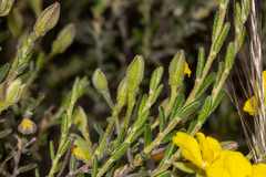 Hibbertia australis