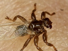 Hippoboscidae