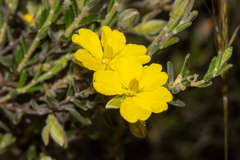 Hibbertia australis